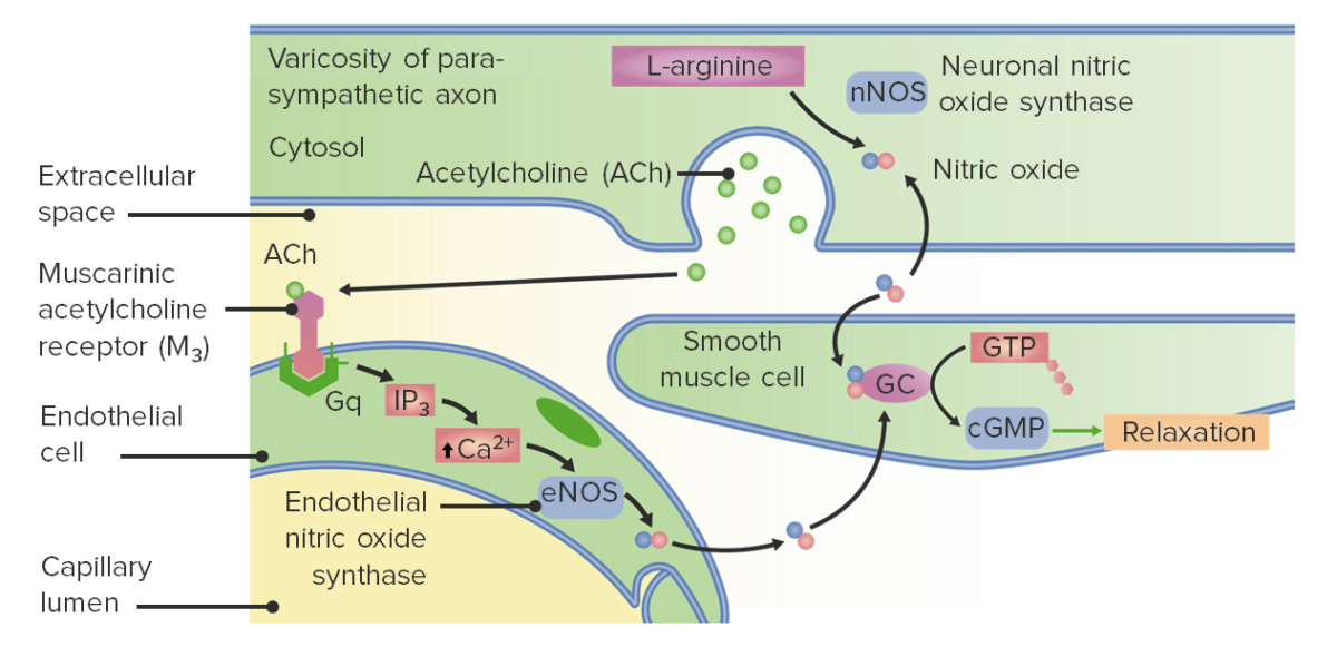 Chemical pathways lead to production of nitric oxide