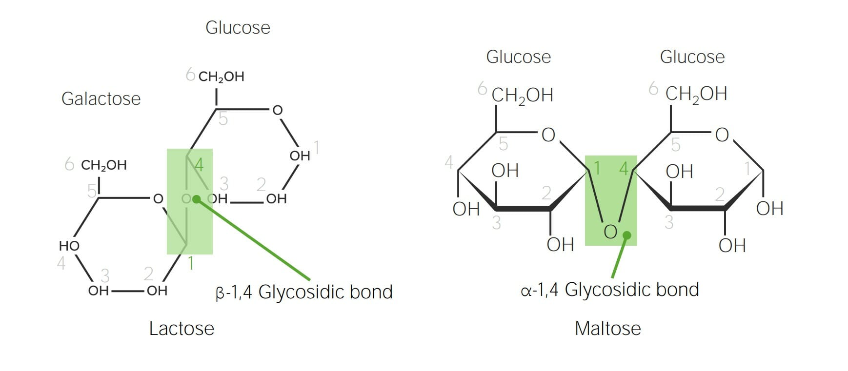 Chemical structure of lactose and maltose demonstrating α versus β glycosidic bonds