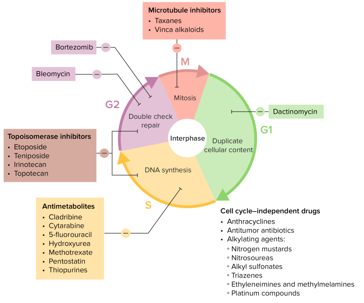 Diversos fármacos de quimioterapia y sus efectos sobre el ciclo celular.