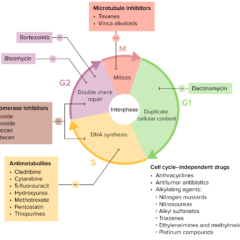 Various chemotherapy drugs and their effects on the cell cycle