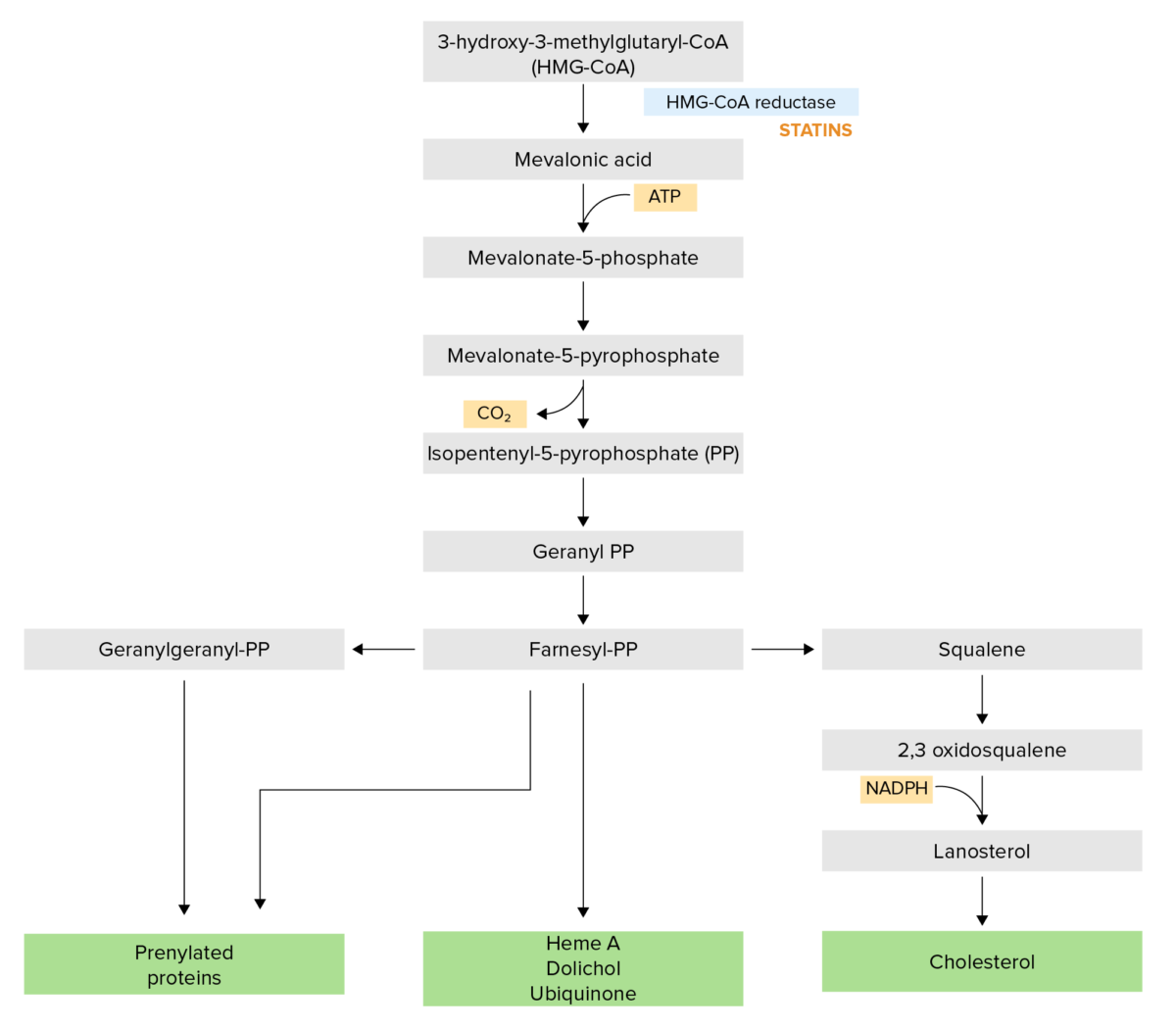 Cholesterol synthesis