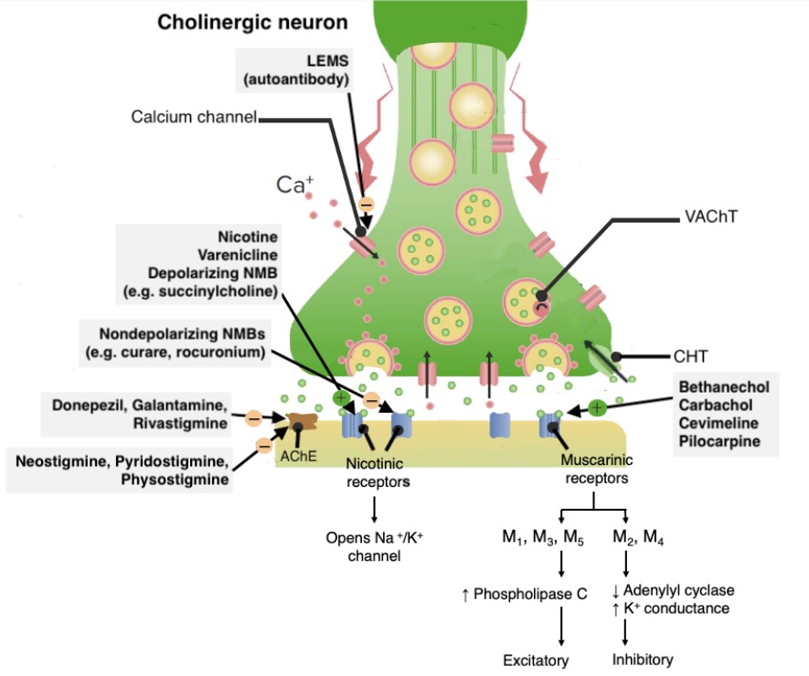 Neurotransmissão terminal colinérgica e efeitos dos fármacos colinomiméticos