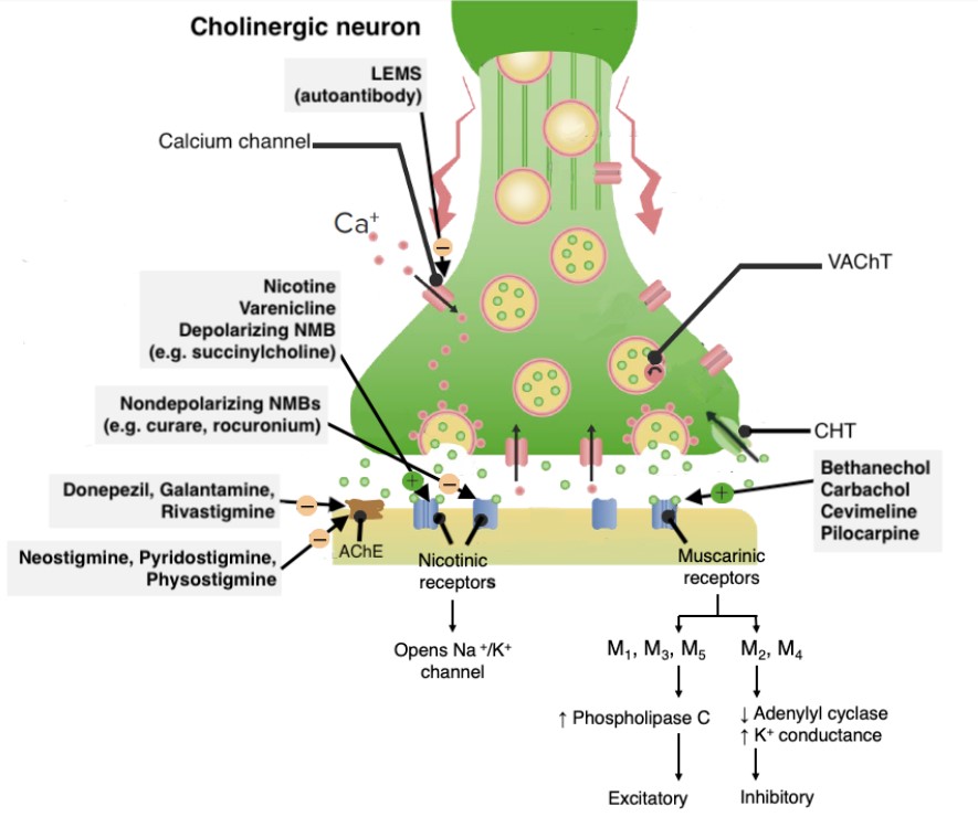 Fármacos Colinérgicos  Concise Medical Knowledge