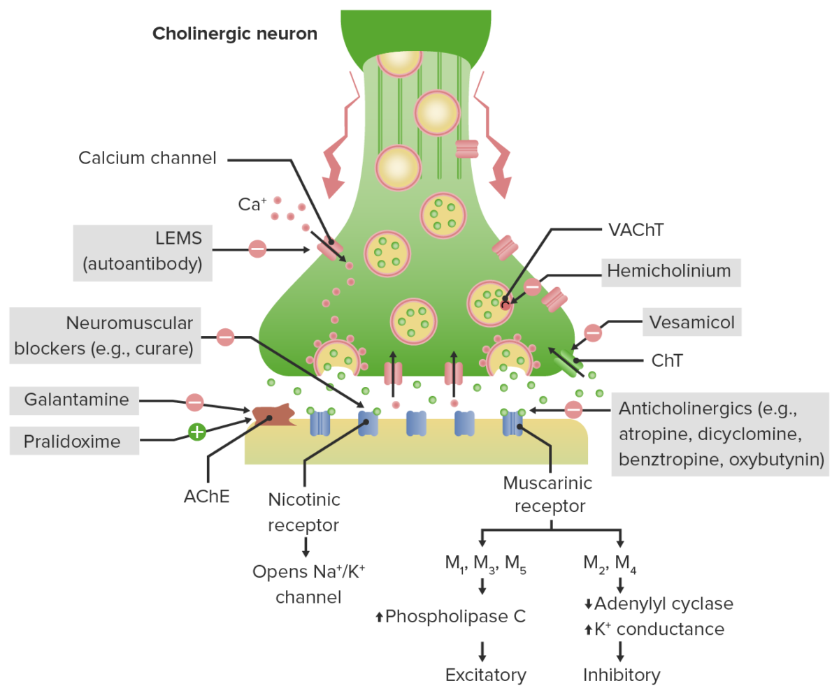 Cholinergic terminal neurotransmission and mechanism of action of anticholinergics