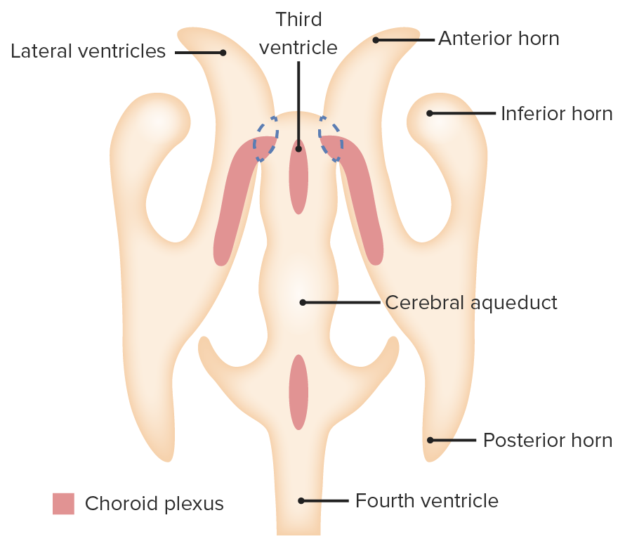Choroid plexus development