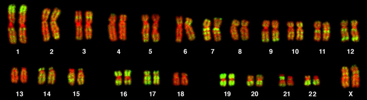 Cromosomasalupeces