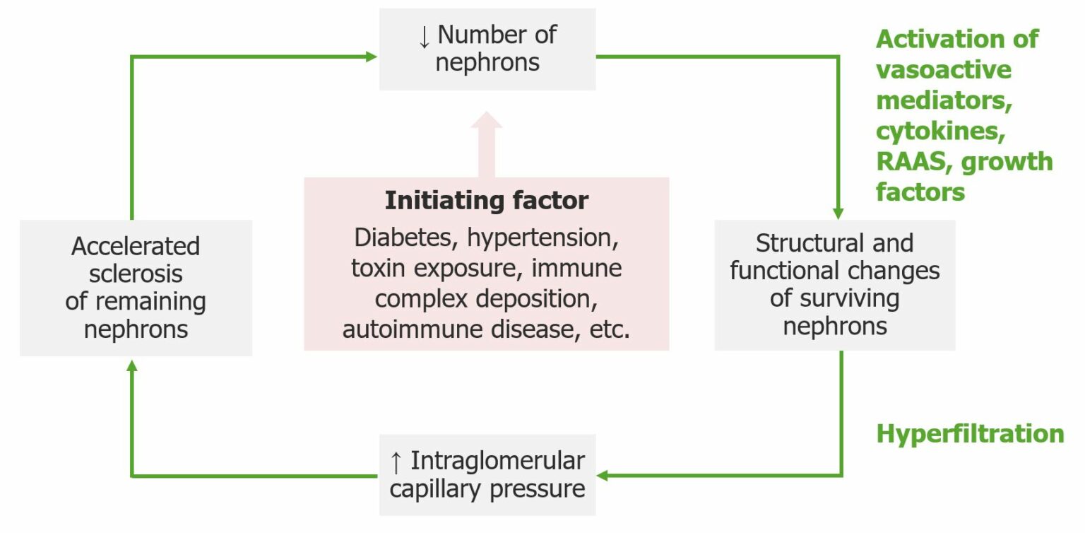 Chronic Kidney Disease | Concise Medical Knowledge