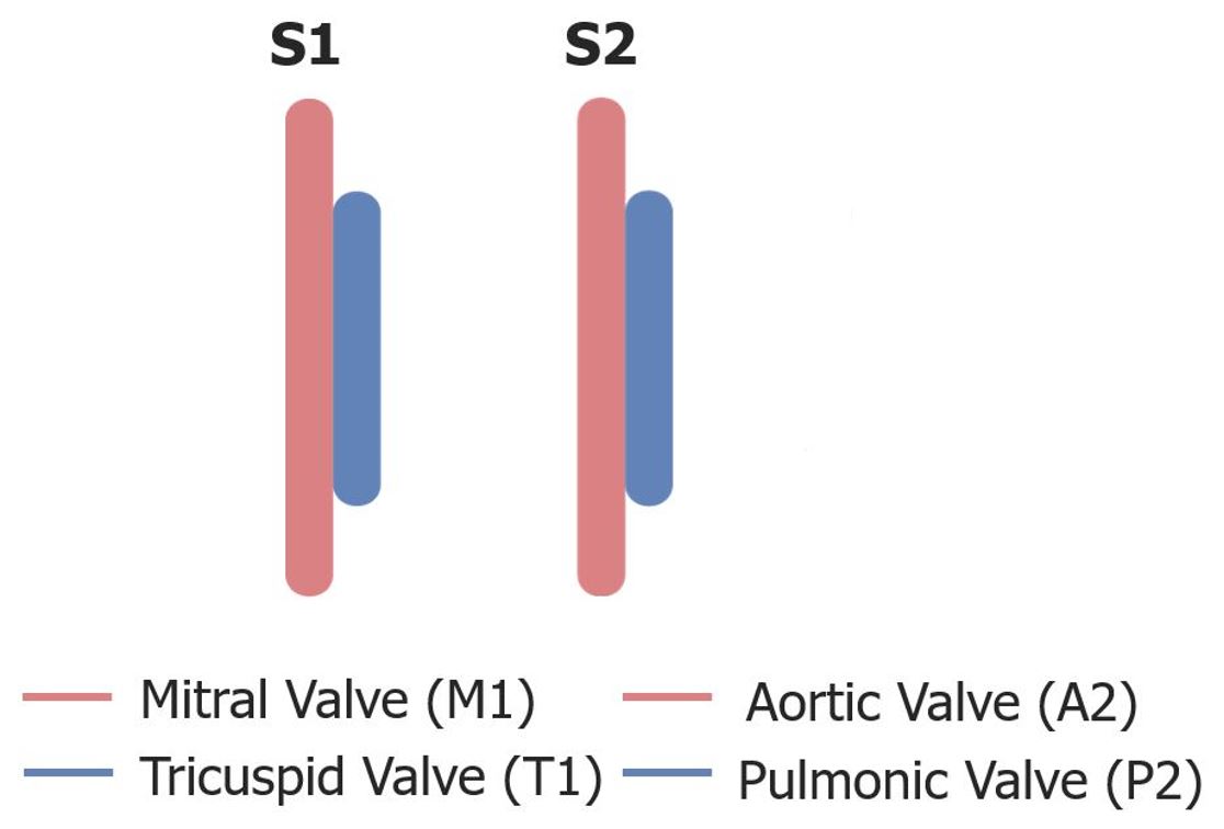 Chronological order of the closing of the valves in s1 and s2
