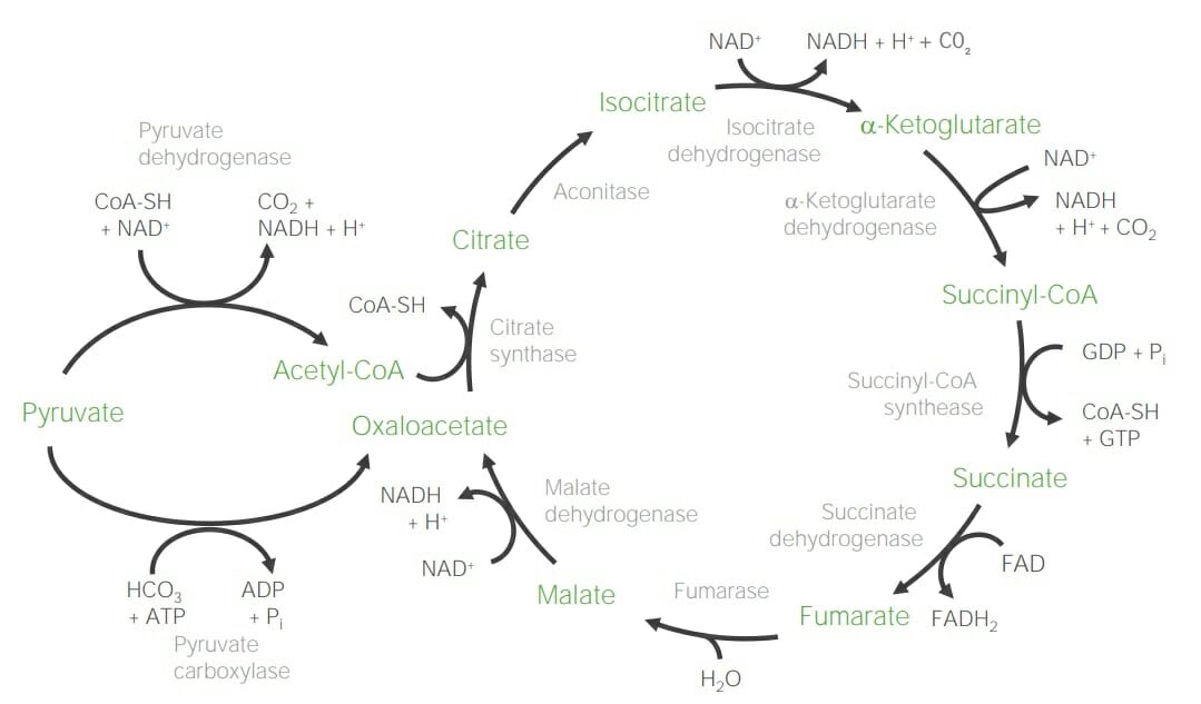 Citric acid cycle 1