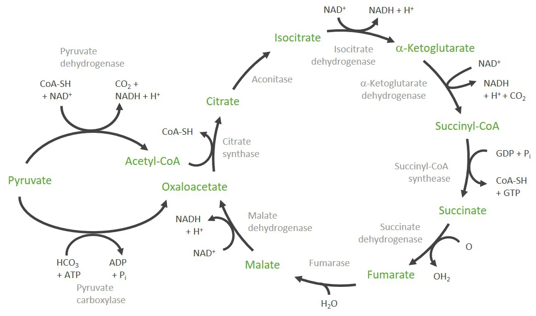 Citric Acid Cycle Concise Medical Knowledge,What To Wear At A Funeral Men