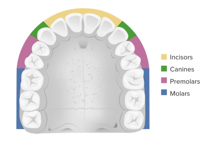 Clasificación de los dientes
