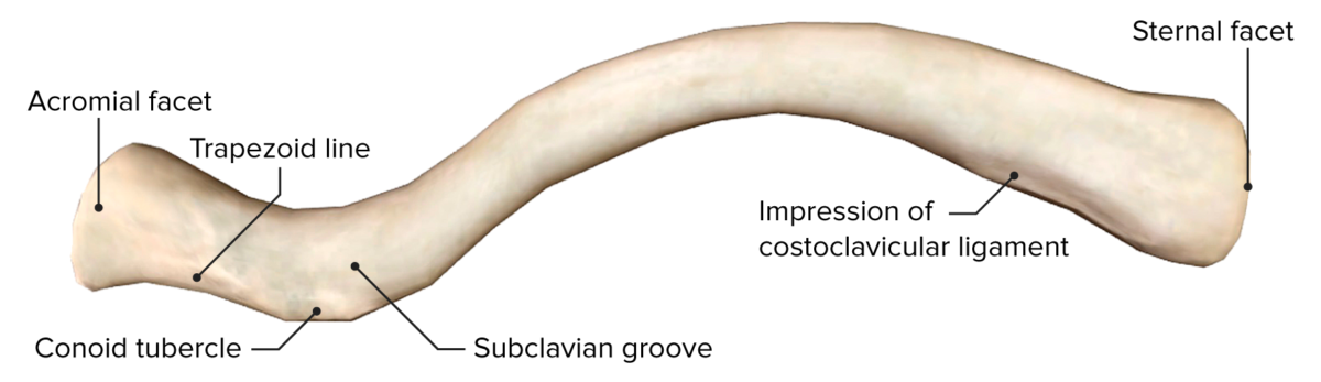 is clavicle a flat bone