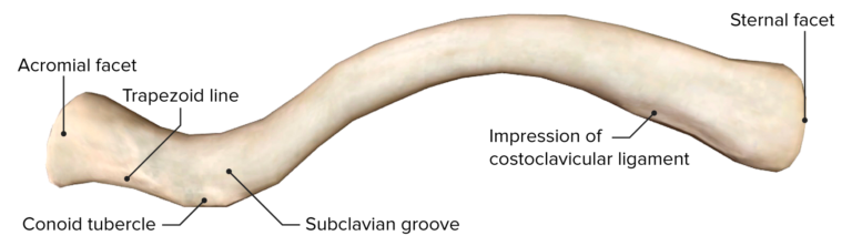 Shoulder Joint: Anatomy | Concise Medical Knowledge