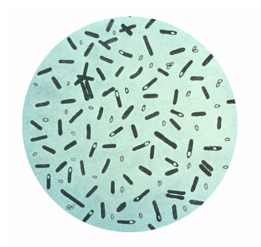 Clostridium botulinum