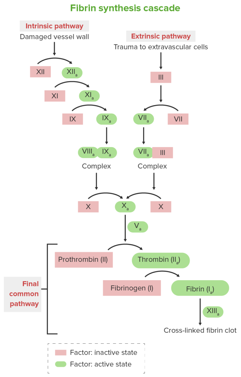 Hemophilia Concise Medical Knowledge