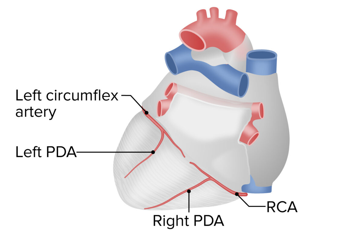 Codominant coronary circulation