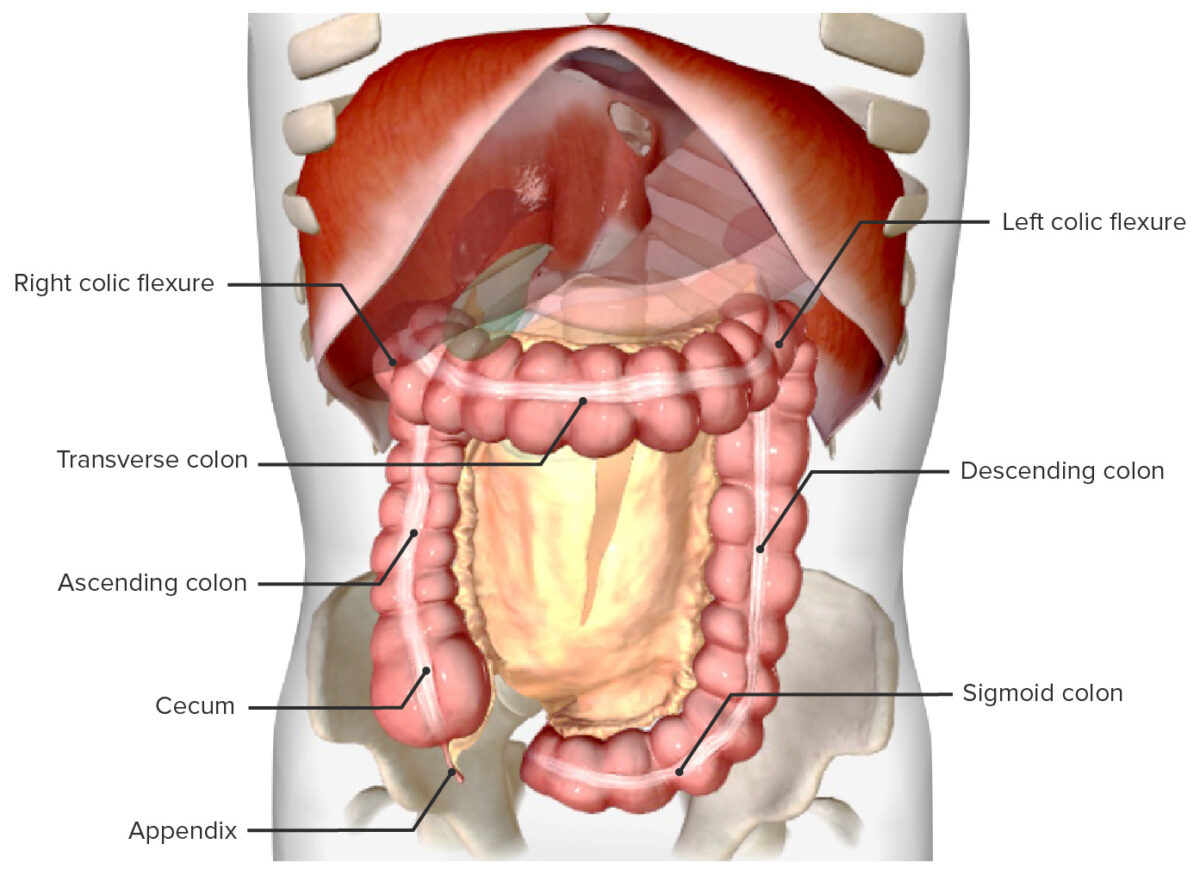 Suministro de sangre al colon, vista anterior