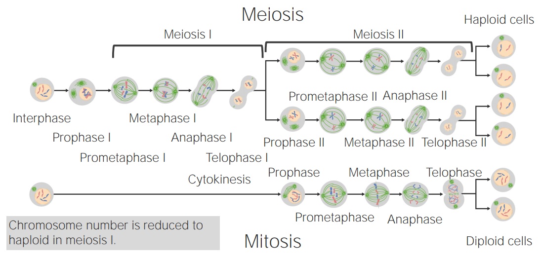 Comparing-mitosis-meisosis