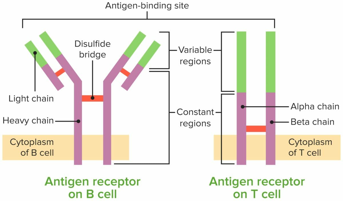 Comparison of the b-cell receptor (bcr) and the t cell receptor (tcr)