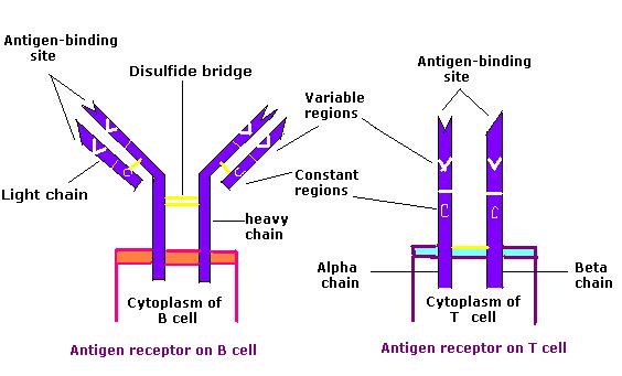Vergleich des B-Zell-Rezeptors (BCR) und des T-Zell-Rezeptors (TCR)