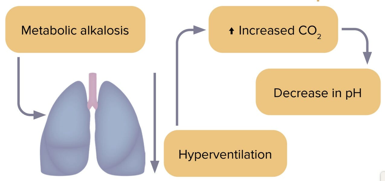 Acidbase Disorders [+ Free Cheat Sheet] Lecturio Nursing