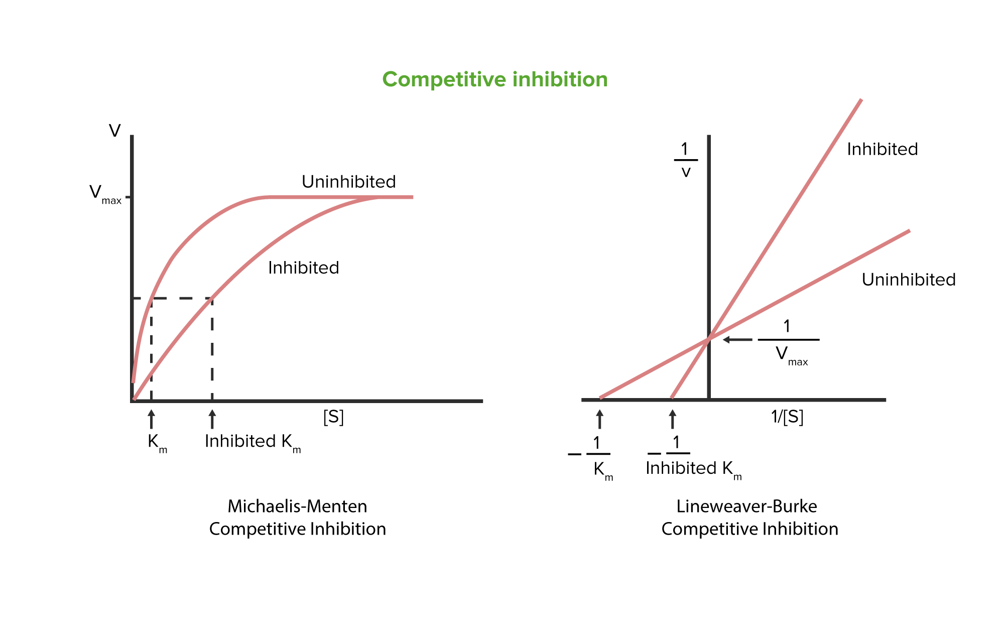 Enzyme Inhibition Concise Medical Knowledge Enzyme Inhibition Concise Medical Knowledge