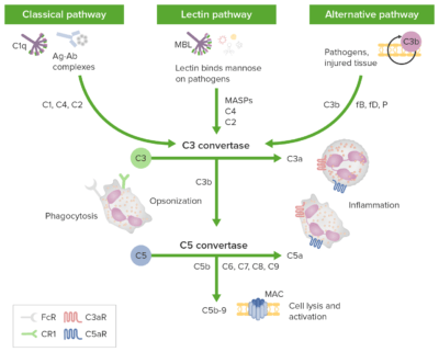 Innate Immunity: Barriers, Complement, and Cytokines | Concise Medical ...
