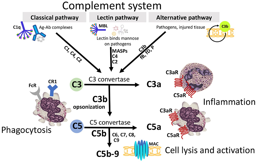 Complement initiation pathways