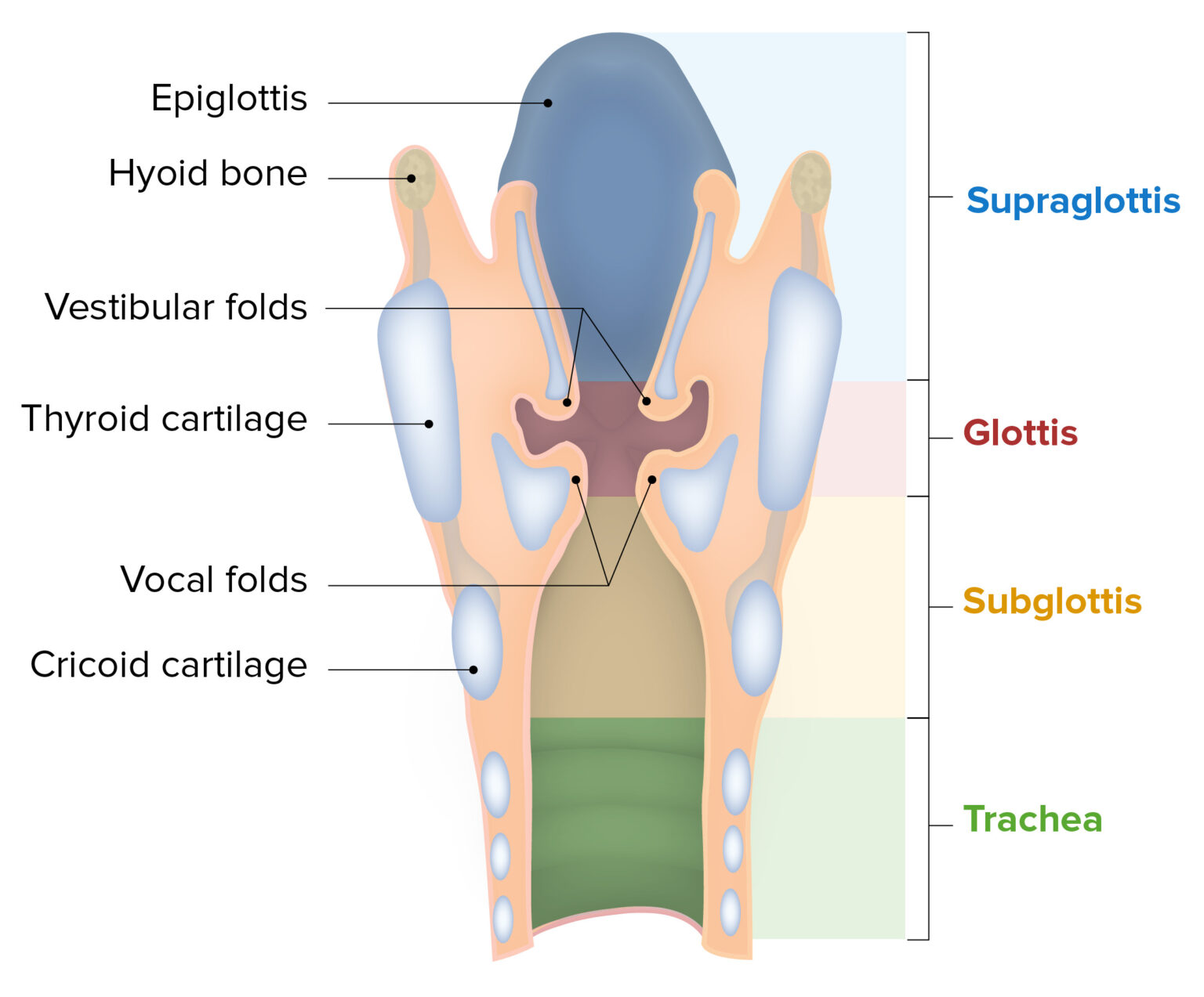 Larynx: Anatomy | Concise Medical Knowledge