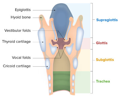 Components and regions of the larynx