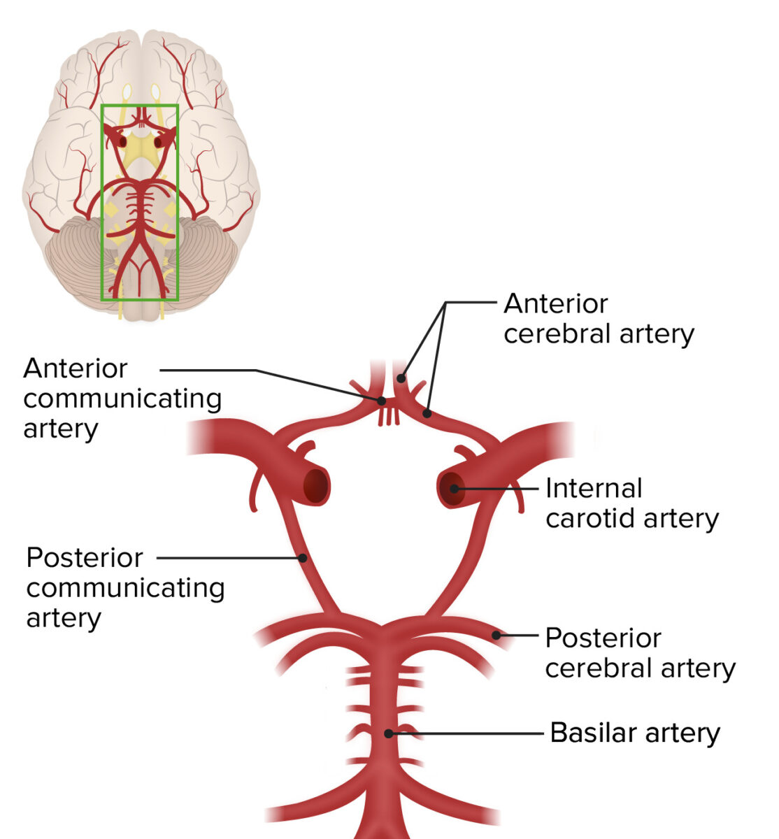 Components of the circle of willis