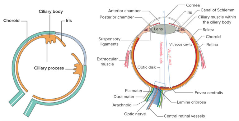 Diseases of the Uvea | Concise Medical Knowledge