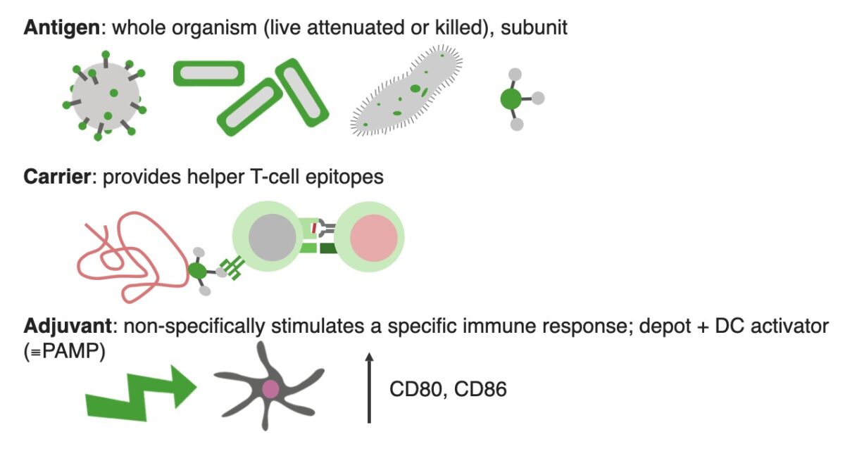 Components of vaccines