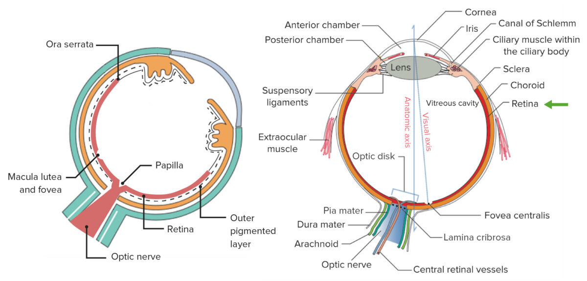 Components uvea and general structure of the eye