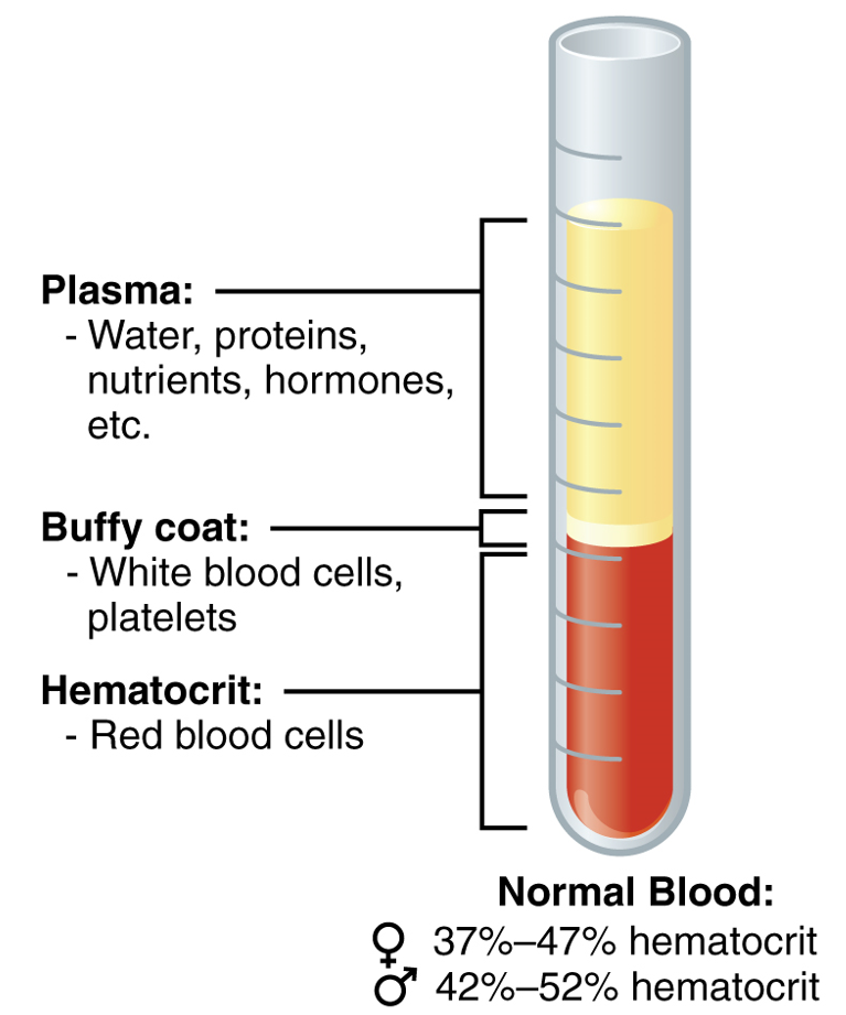Composición de la sangre
