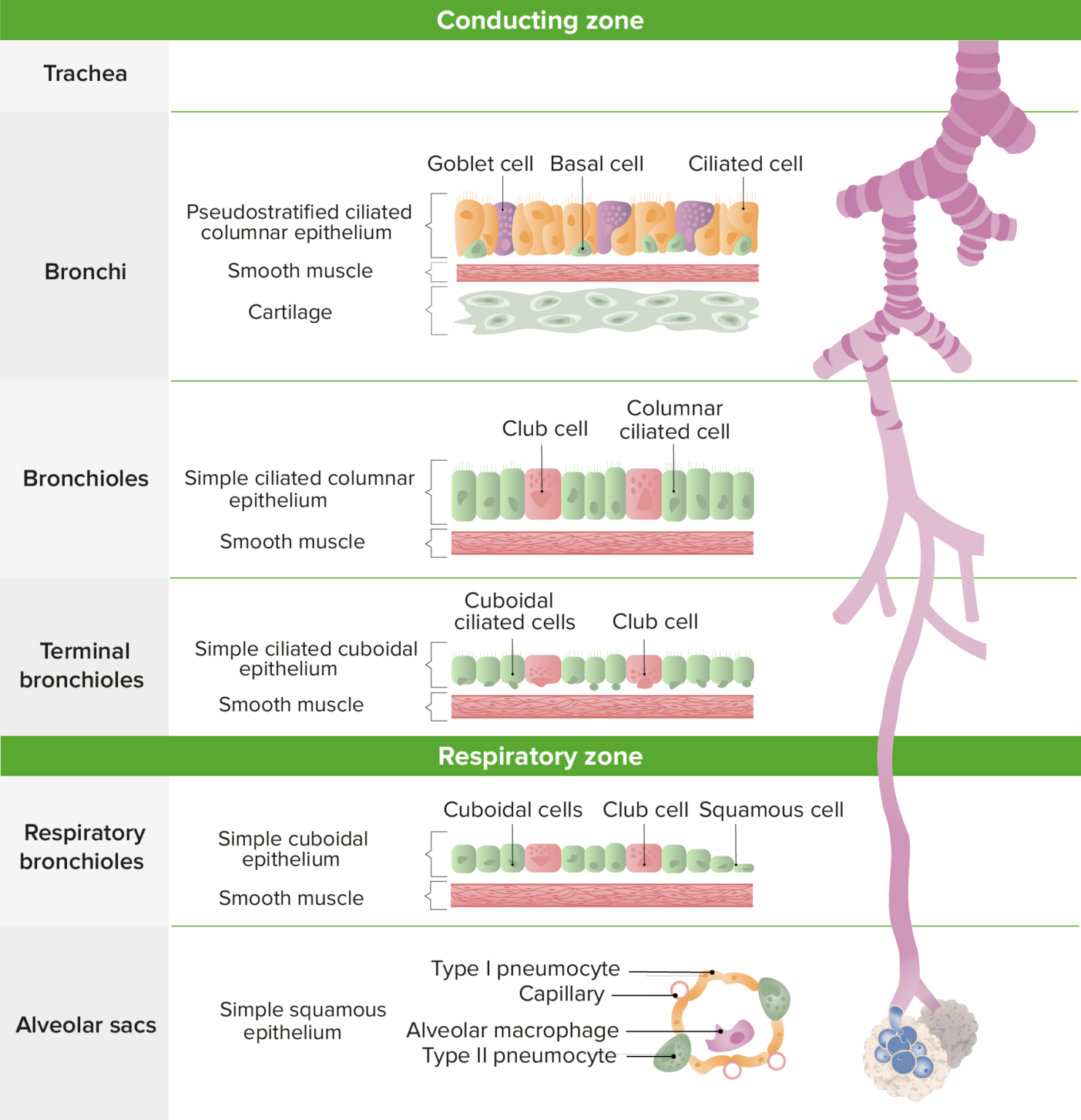 Bronchial Tree Anatomy Concise Medical Knowledge