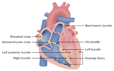 Atrioventricular block (AV block) | Concise Medical Knowledge