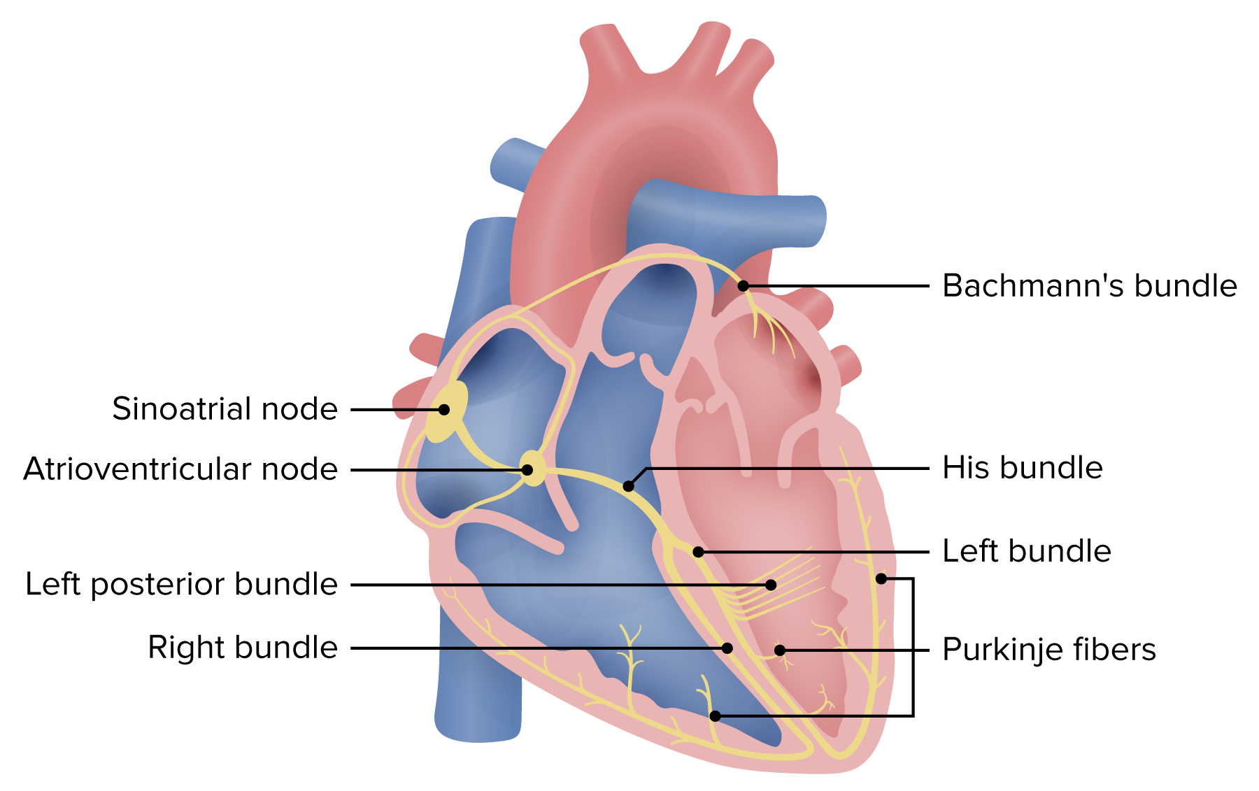 Conduction Blocks at the AV Node (AV Blocks) [With Examples