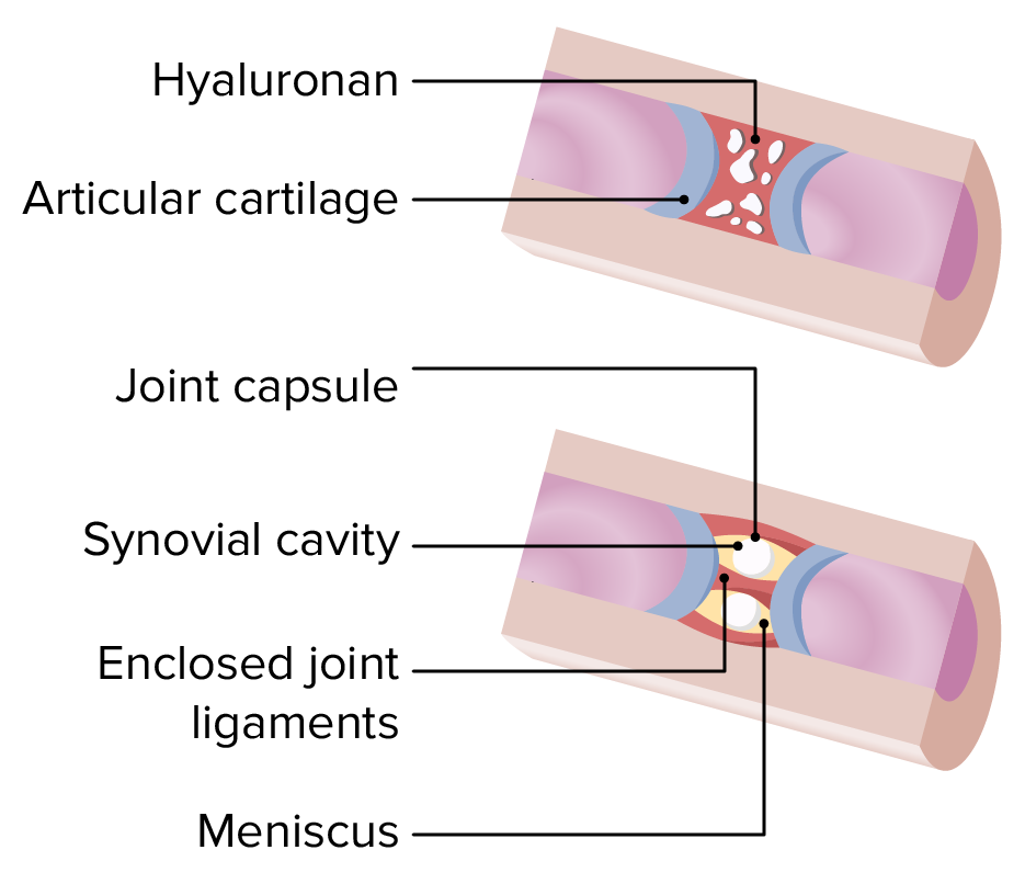 Connective tissue between joints