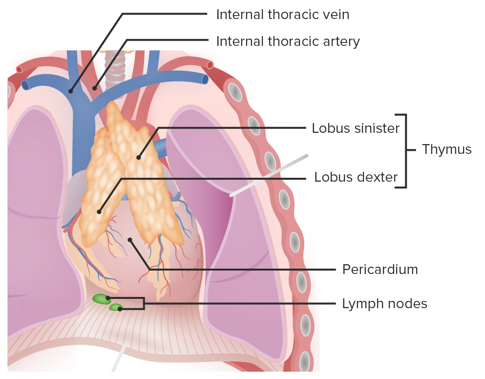 Contents of the anterior mediastinum