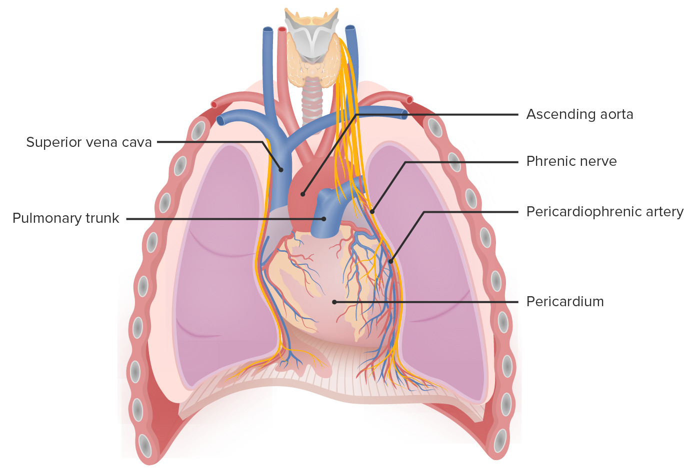 Mediastinum - Heart and Lungs