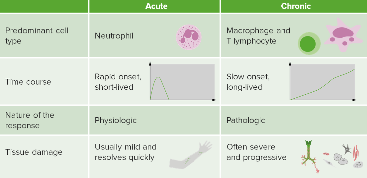 Contrasting acute and chronic inflammation