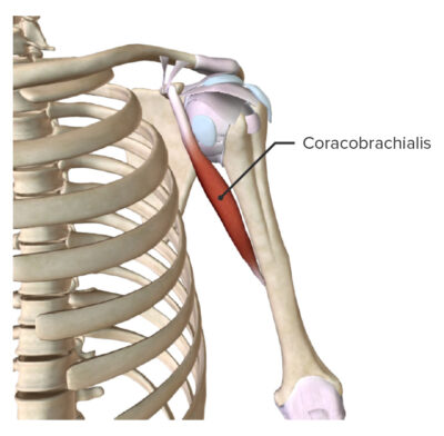 Shoulder Joint: Anatomy | Concise Medical Knowledge