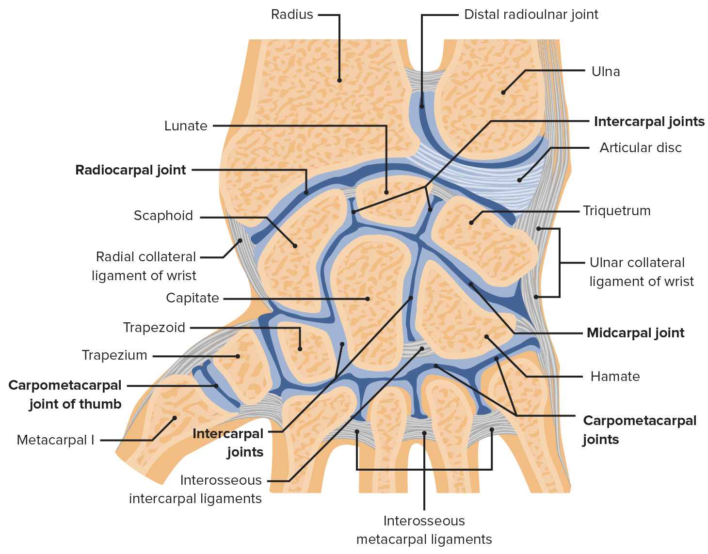 Coronal cross section of the right wrist