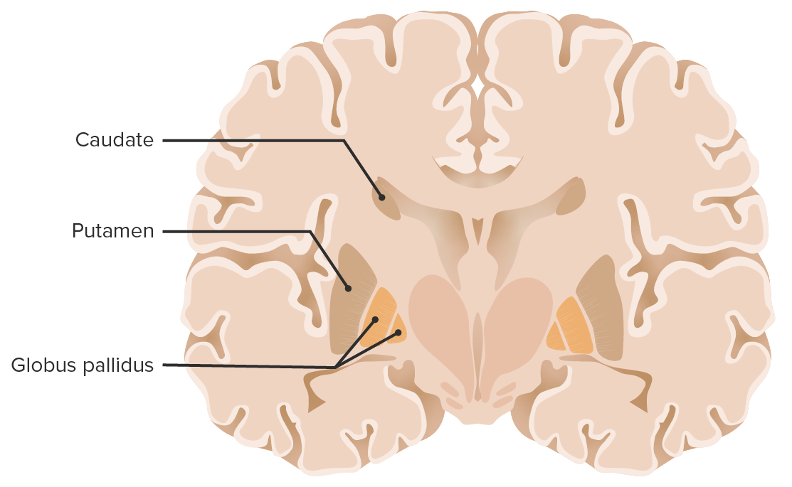 Coronal section of the brain showcasing the basal ganglia