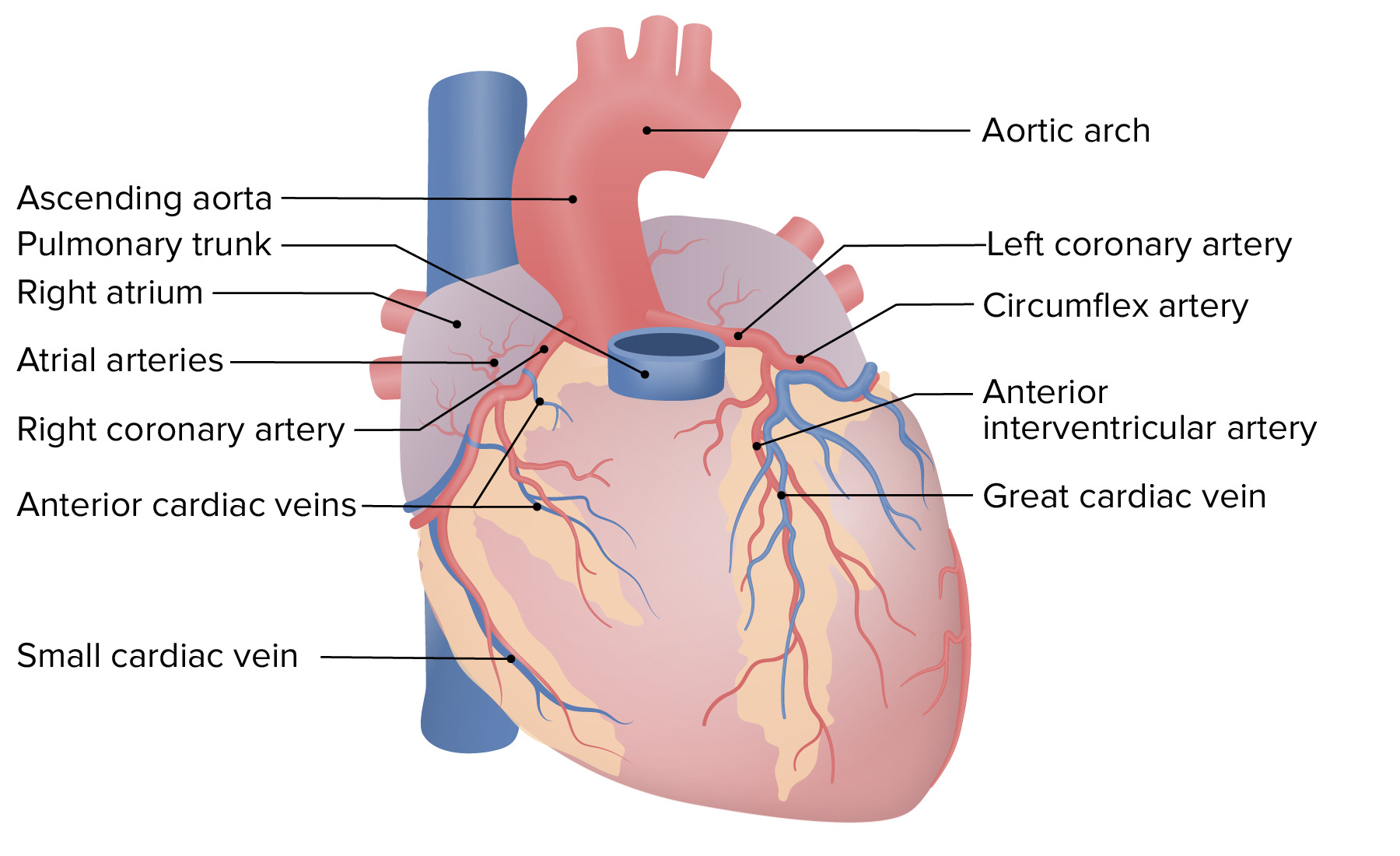 blood vessels of the heart anterior view