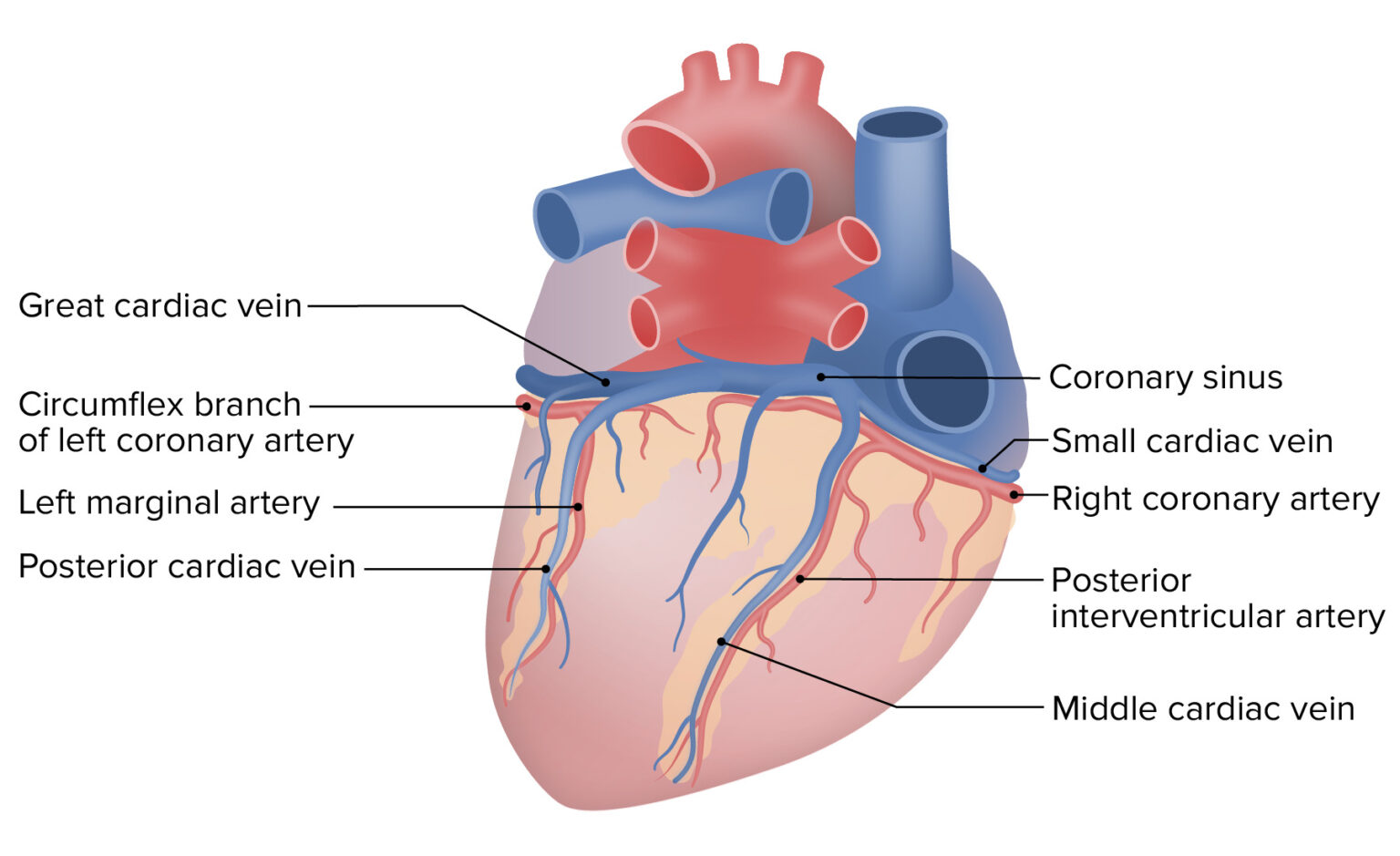 Heart: Anatomy | Concise Medical Knowledge