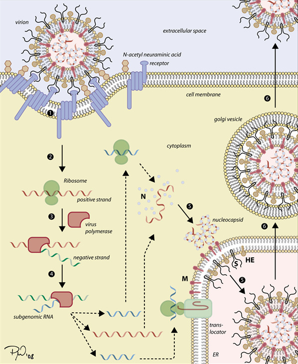 Replicación del coronavirus