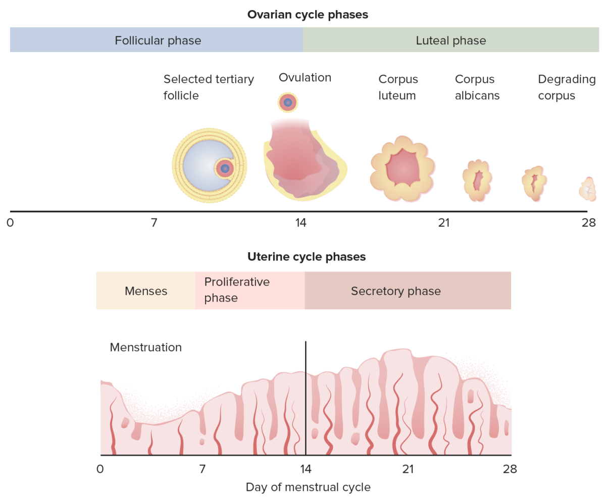 Correlation between the ovarian cycle and the endometrial cycle
