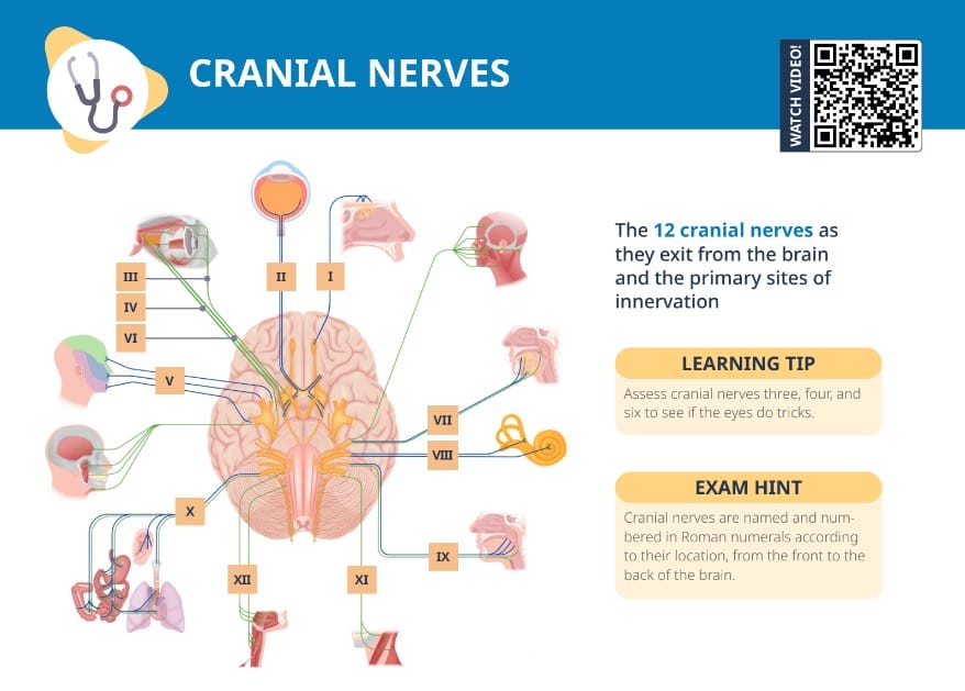 Cranial nerves pdf